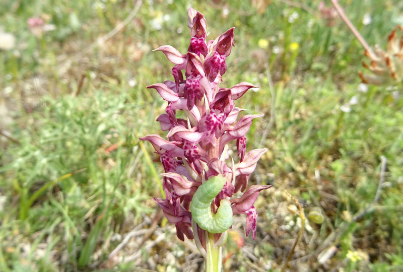 Anacamptis coriophora subsp. fragans..........Gargano